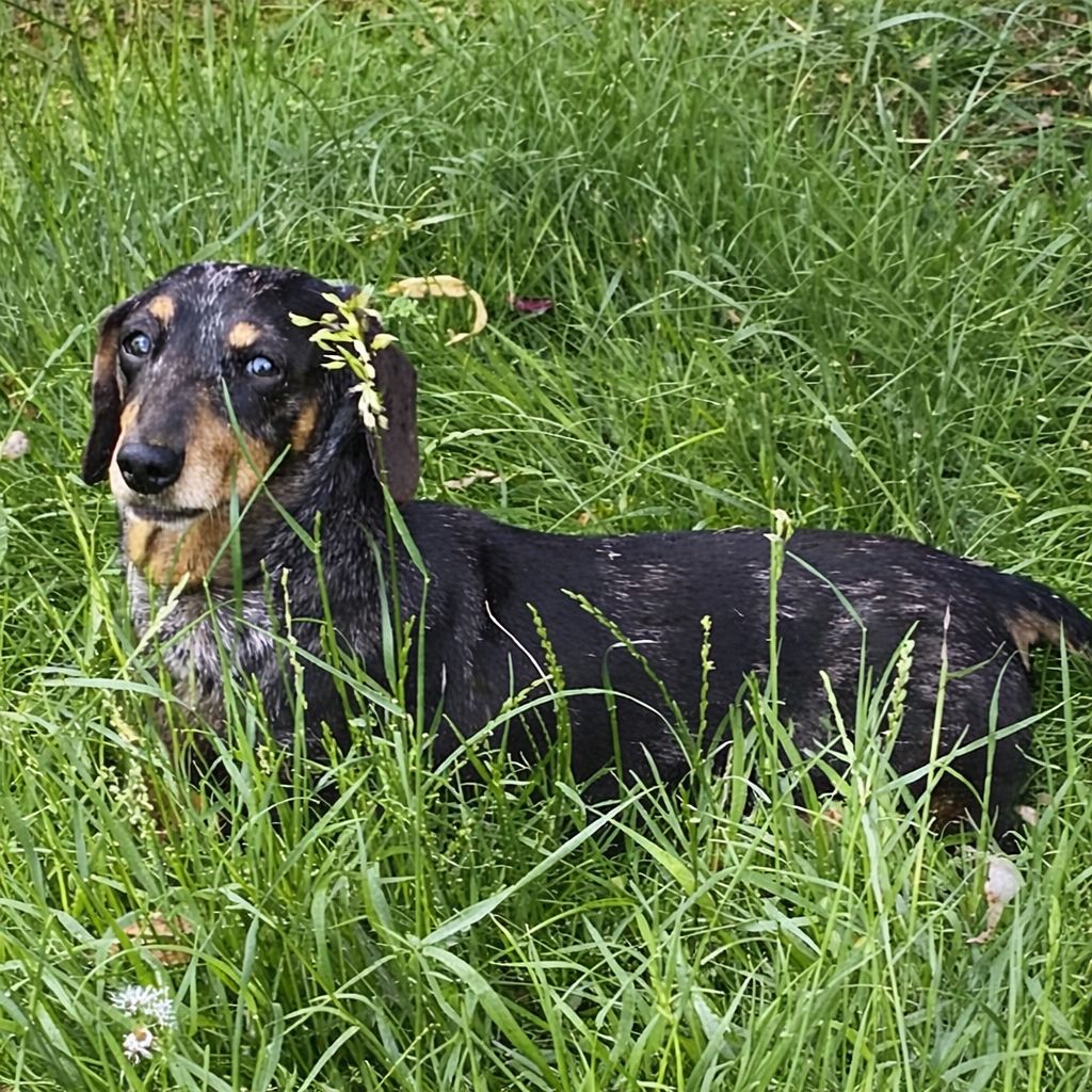 Misty – the start of our Plawfield journey